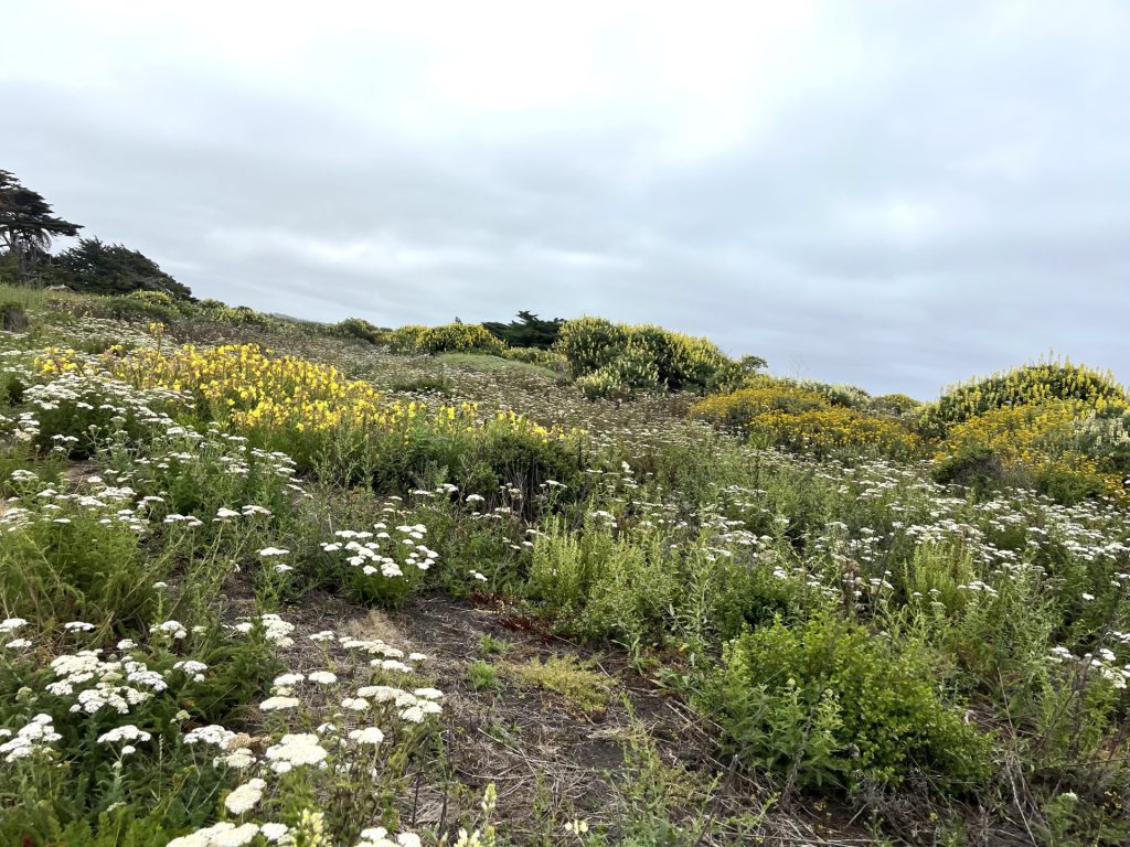 Half Moon Bay 3